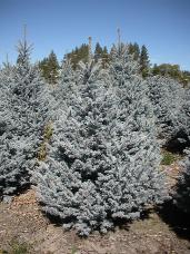 Colorado Spruce